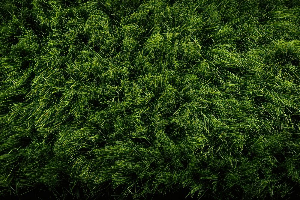 Grass wall texture backgrounds outdoors nature.
