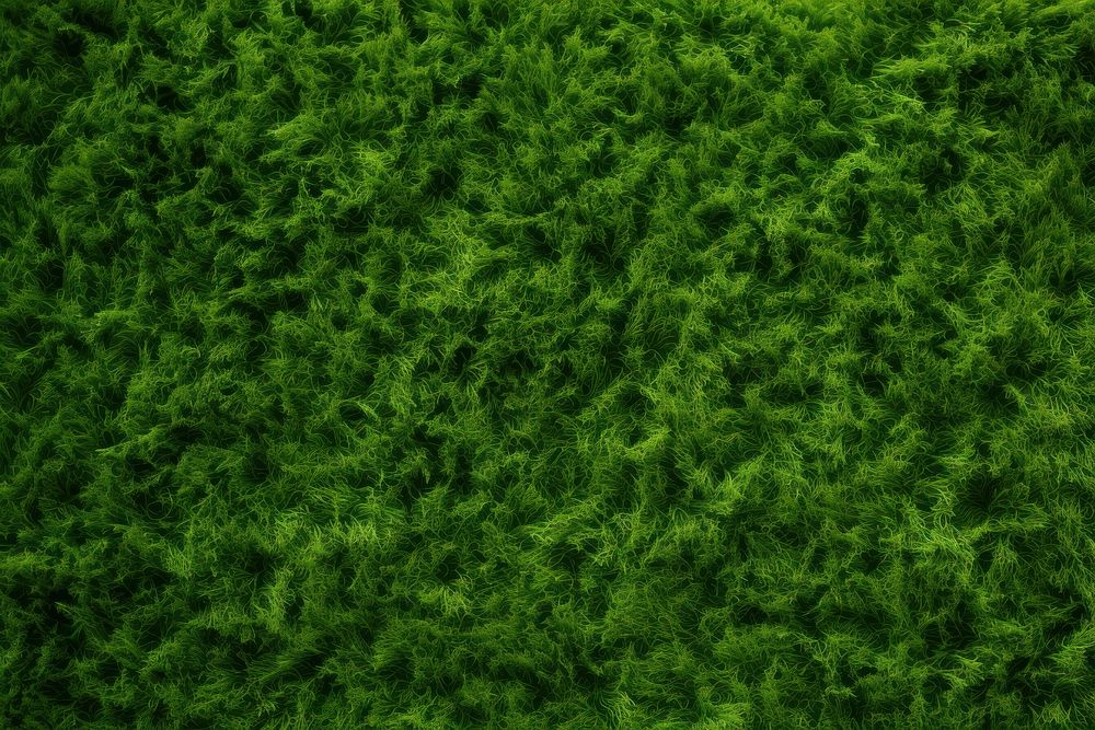 Grass wall texture backgrounds outdoors plant.