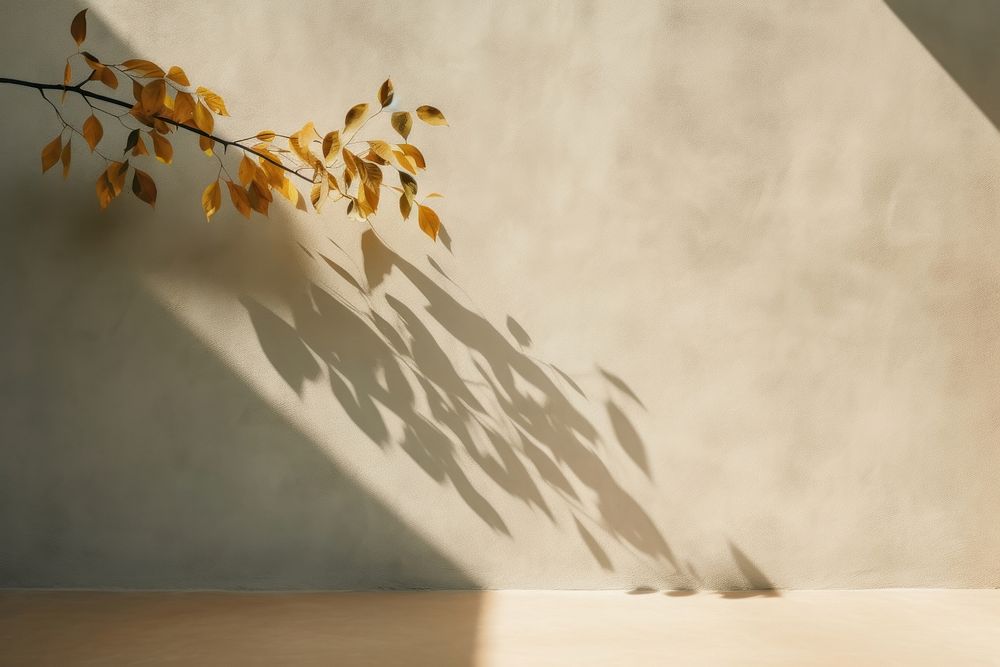 Leaves shadow wall architecture plant.