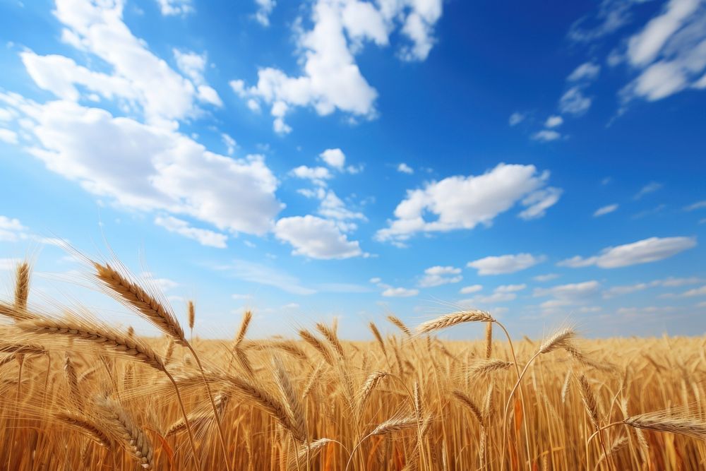 Wheat field sky landscape outdoors.