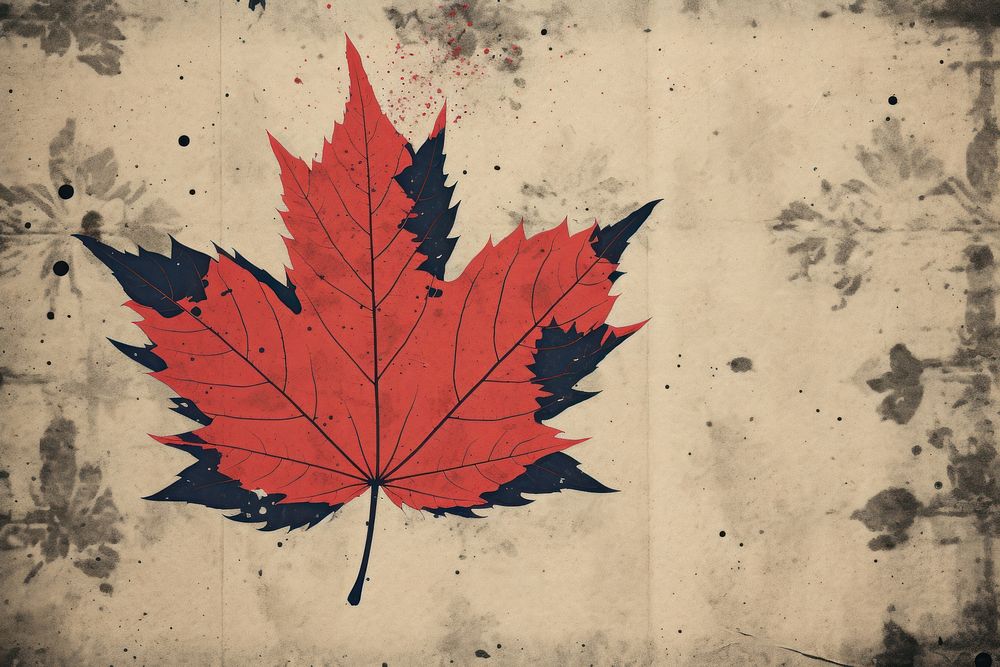A maple leaf backgrounds plant paper.