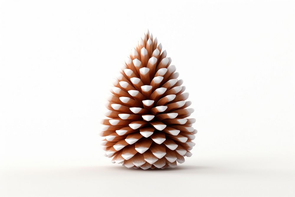 Cone on the pine tree plant white white background.