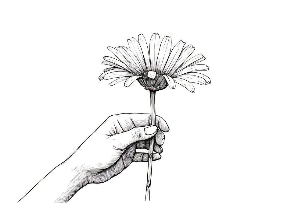 Hand holding daisy drawing flower sketch.