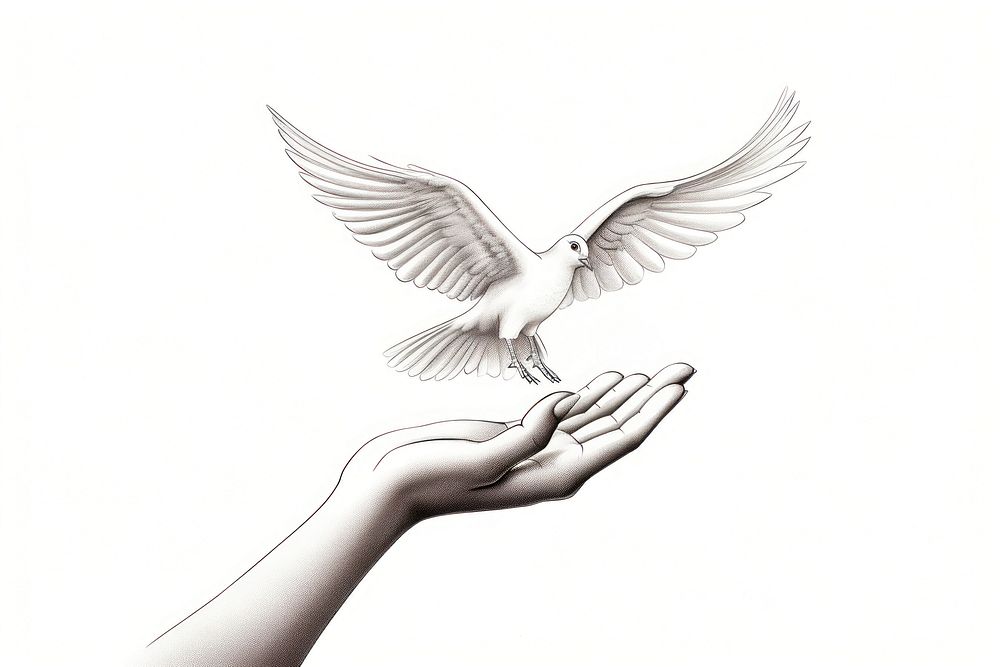 Hand holing dove white bird line.