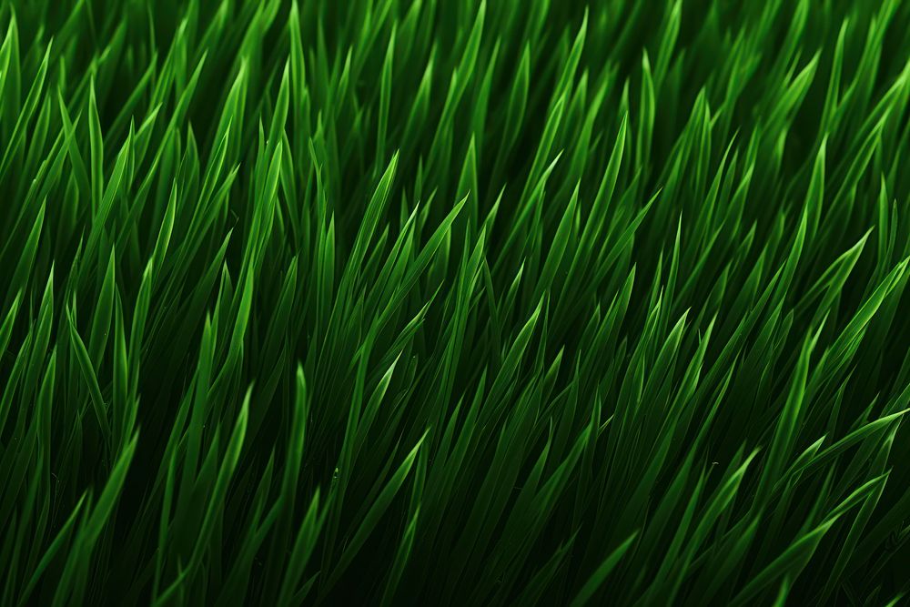 Grass green plant lawn.