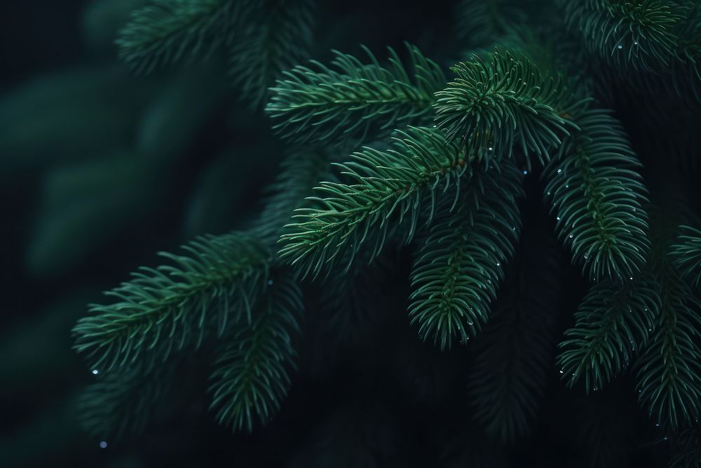 Plant green tree fir.