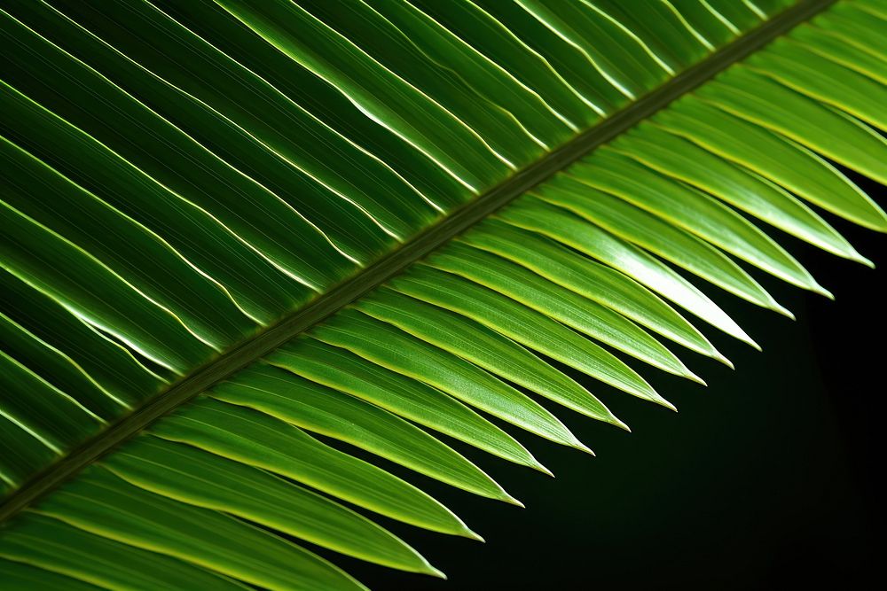 Plant green leaf fern.