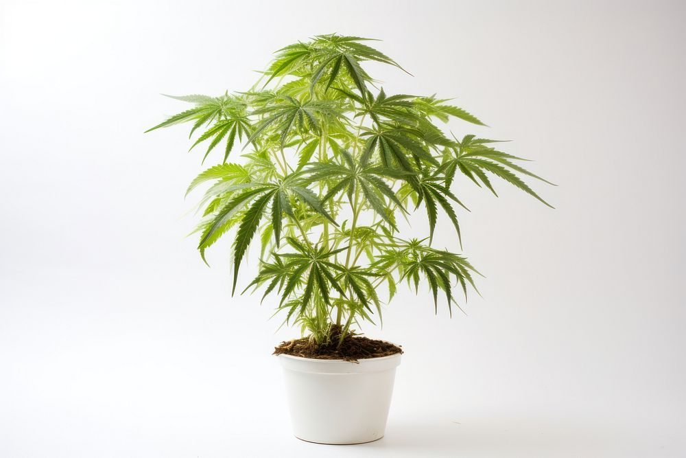 Cannabis plant leaf tree.