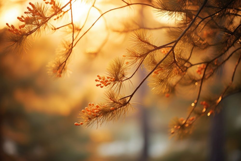 Autumn pine tree sunlight outdoors nature.