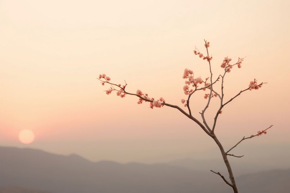 Spring branch with sunset outdoors blossom nature.