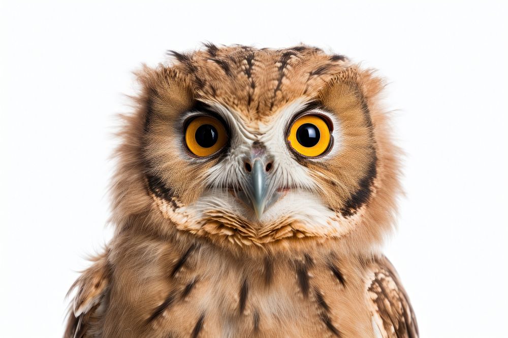 Owl looking confused animal beak bird.