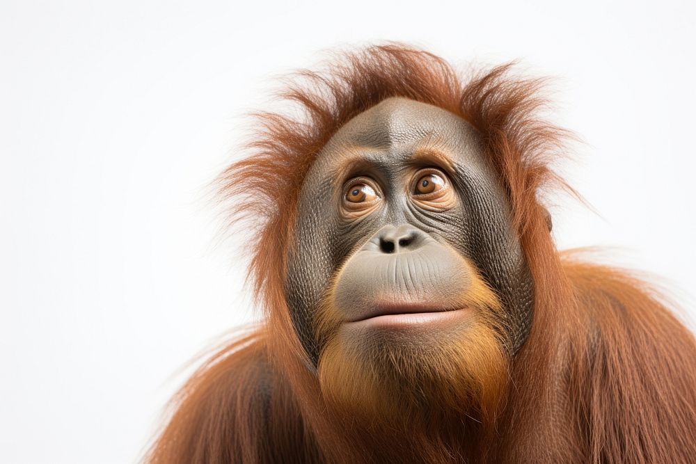 Orangutan looking confused wildlife monkey mammal.