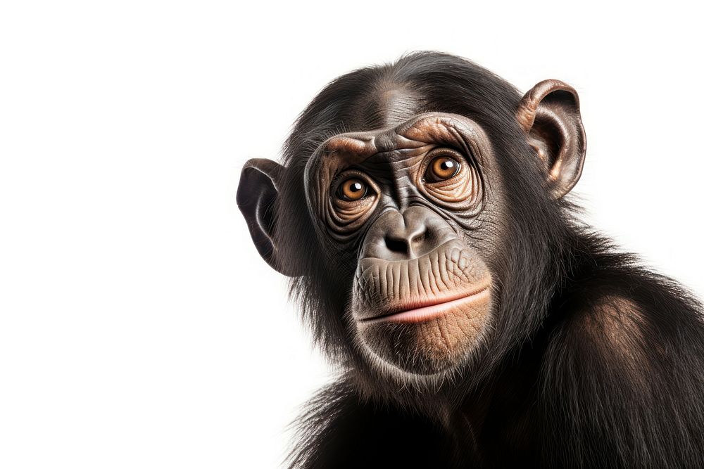 Ape looking confused wildlife monkey mammal.