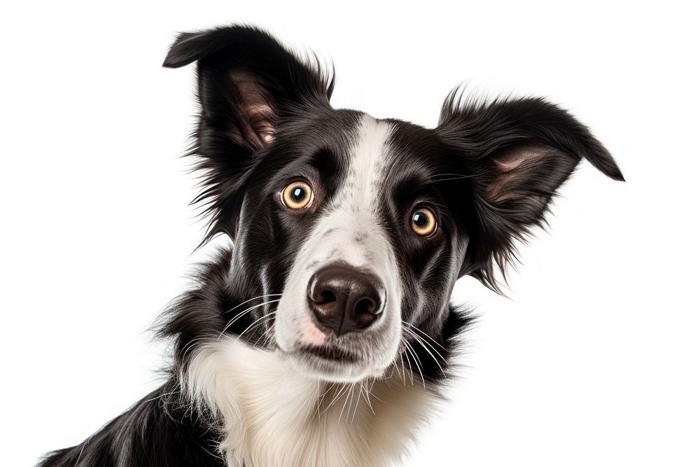 Border collie looking confused mammal animal dog.