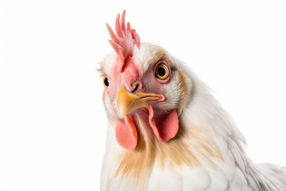 Chicken looking confused poultry animal bird.