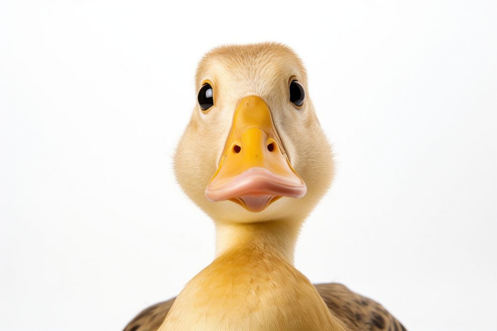 Duck looking confused wildlife animal | Premium Photo - rawpixel