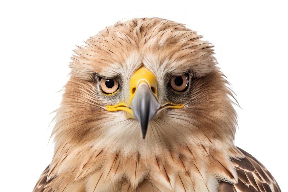 Eagle looking confused buzzard animal beak.