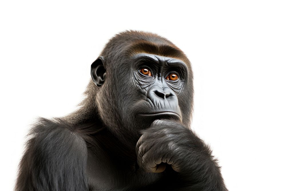 Gorilla looking confused wildlife monkey mammal.