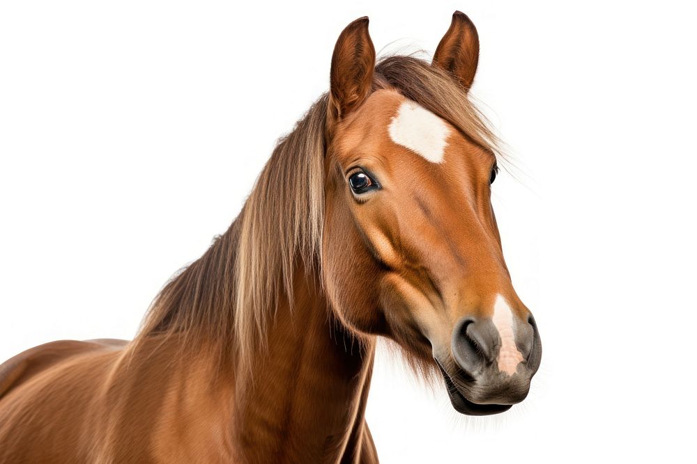 Horse looking confused animal mammal white background.