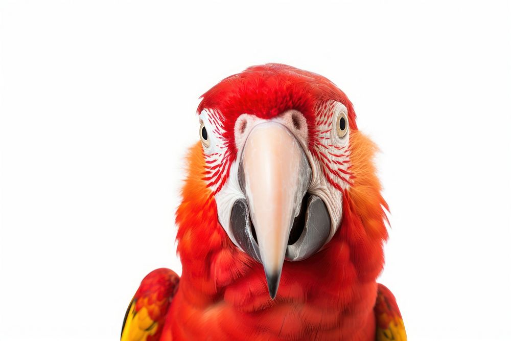 Parrot looking confused animal bird beak.