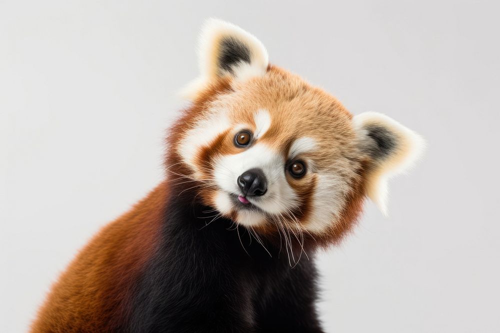 Red panda looking confused wildlife animal mammal.