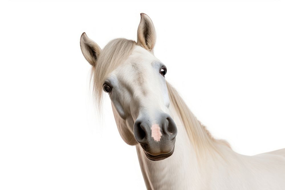 White horse looking confused stallion animal mammal.