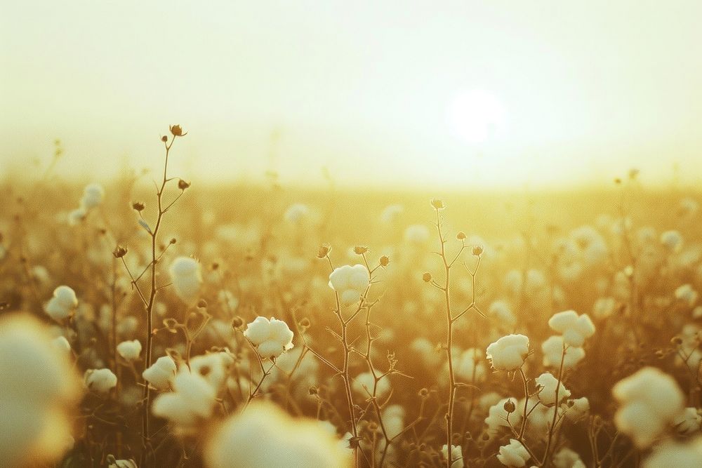 Cotton field landscape backgrounds sunlight outdoors.