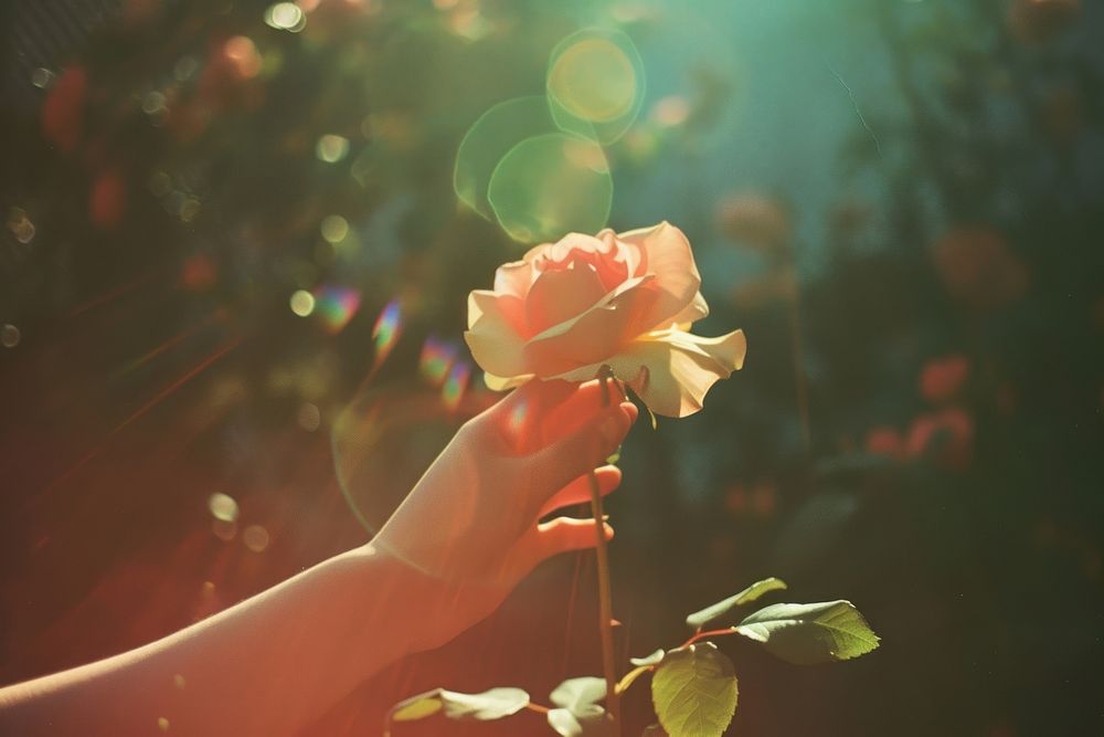 A hand holding a rose sunlight outdoors flower.