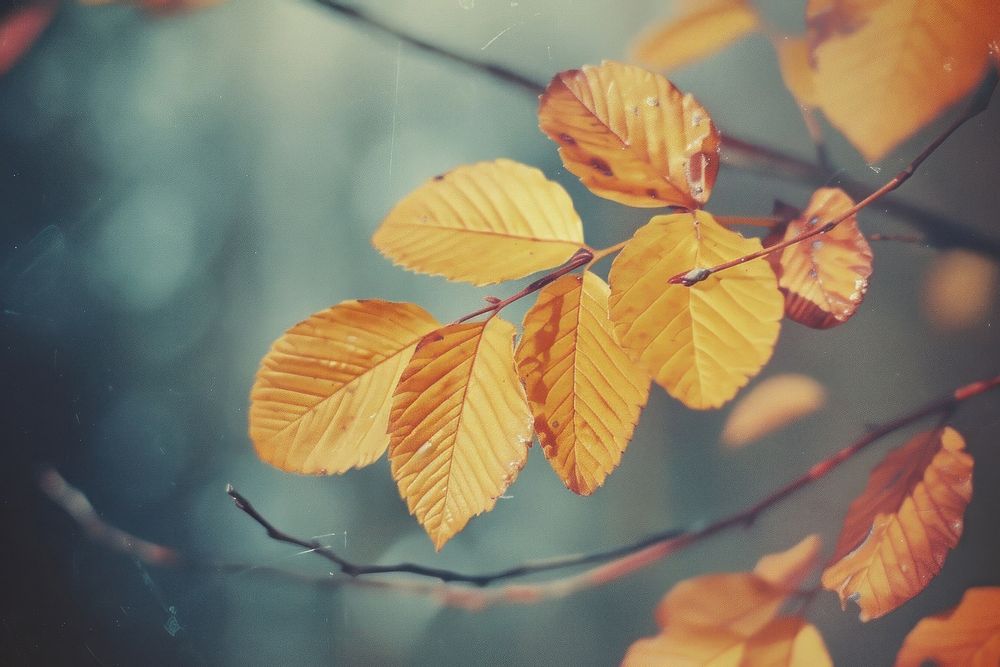 Autumn leaf backgrounds outdoors nature.