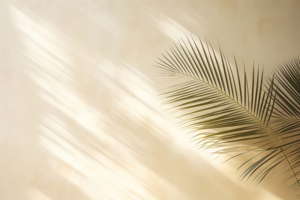 Blurred shadow from palm leaves on the wall backgrounds sunlight abstract.