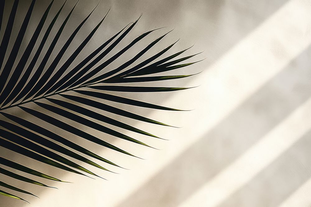 Blurred shadow from palm leaves on the wall backgrounds sunlight outdoors.