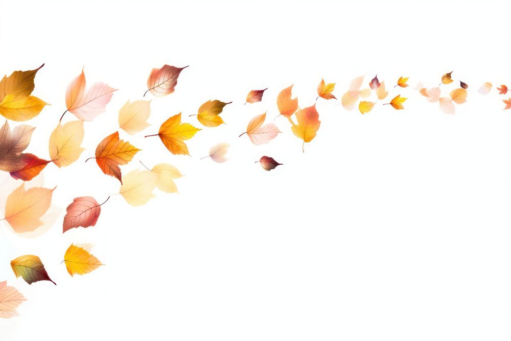 Autumn leaves backgrounds plant petal.