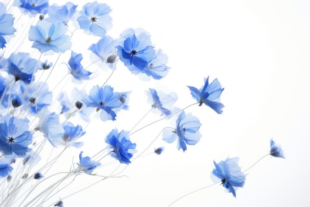 Blue flowers backgrounds nature petal.