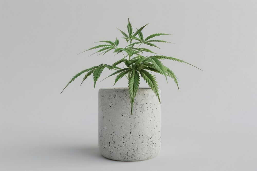 Cannabis plant vase houseplant.