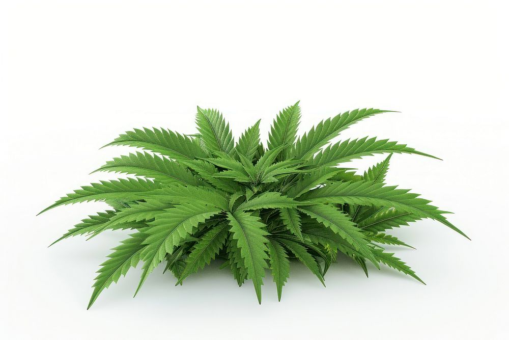Cannabis plant green herbs.