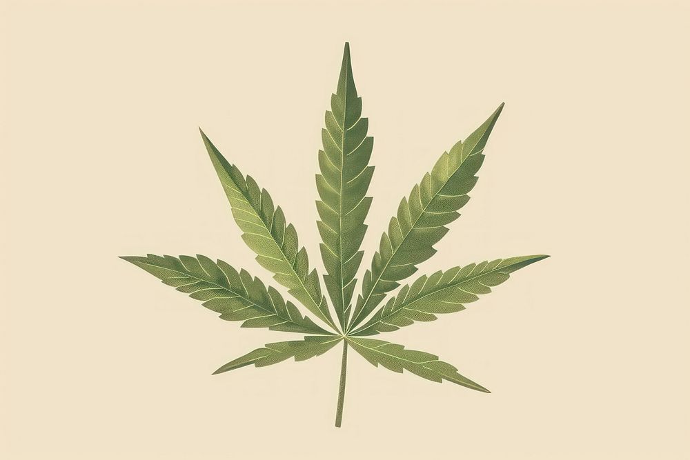 Cannabis leaf plant medicine narcotic.