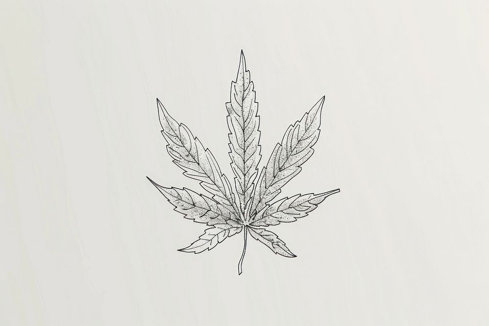 Cannabis leaf sketch drawing plant.