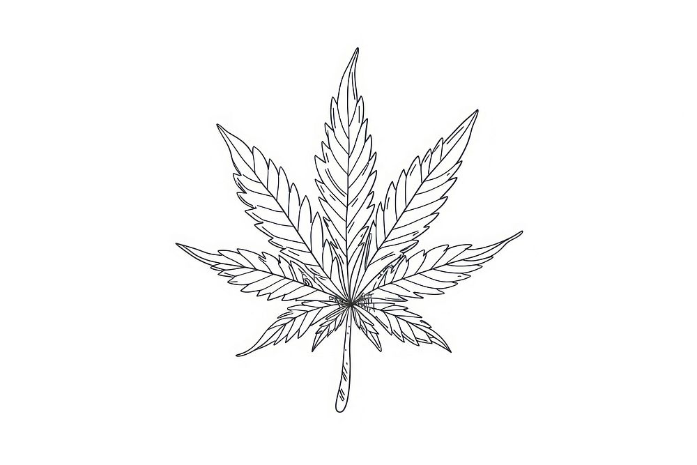 Cannabis leaf sketch drawing plant.