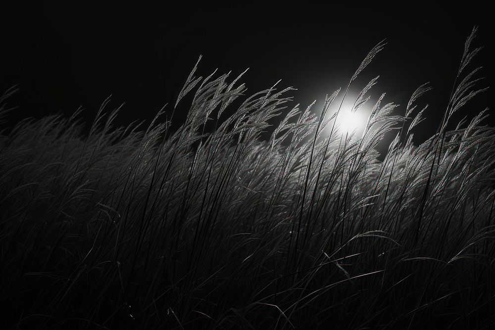 Grass land astronomy outdoors nature.