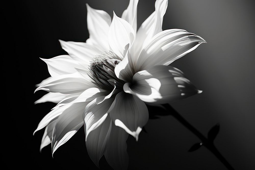 Close-up flower petal plant white.