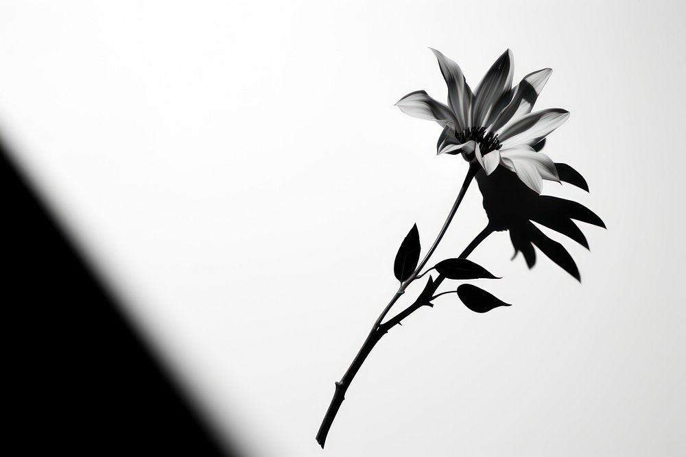 Close-up flower shadow petal plant.
