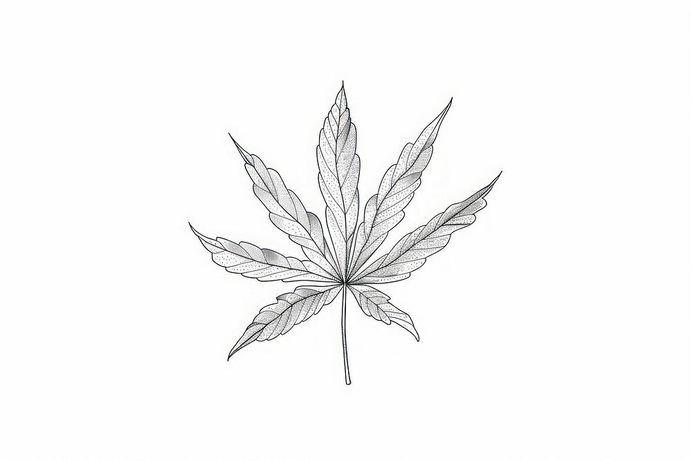 Cannabis leaf drawing sketch plant.