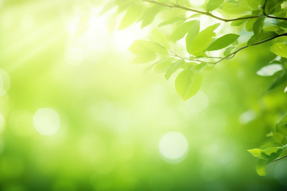 Fresh healthy green bio background sunlight backgrounds abstract.