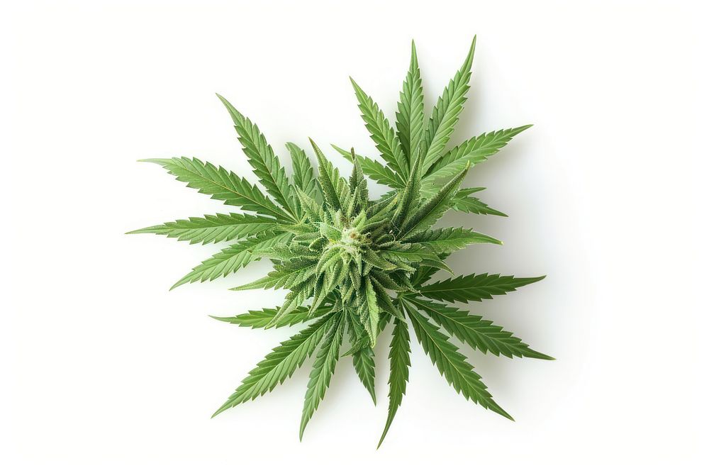 Cannabis plant herbs leaf.