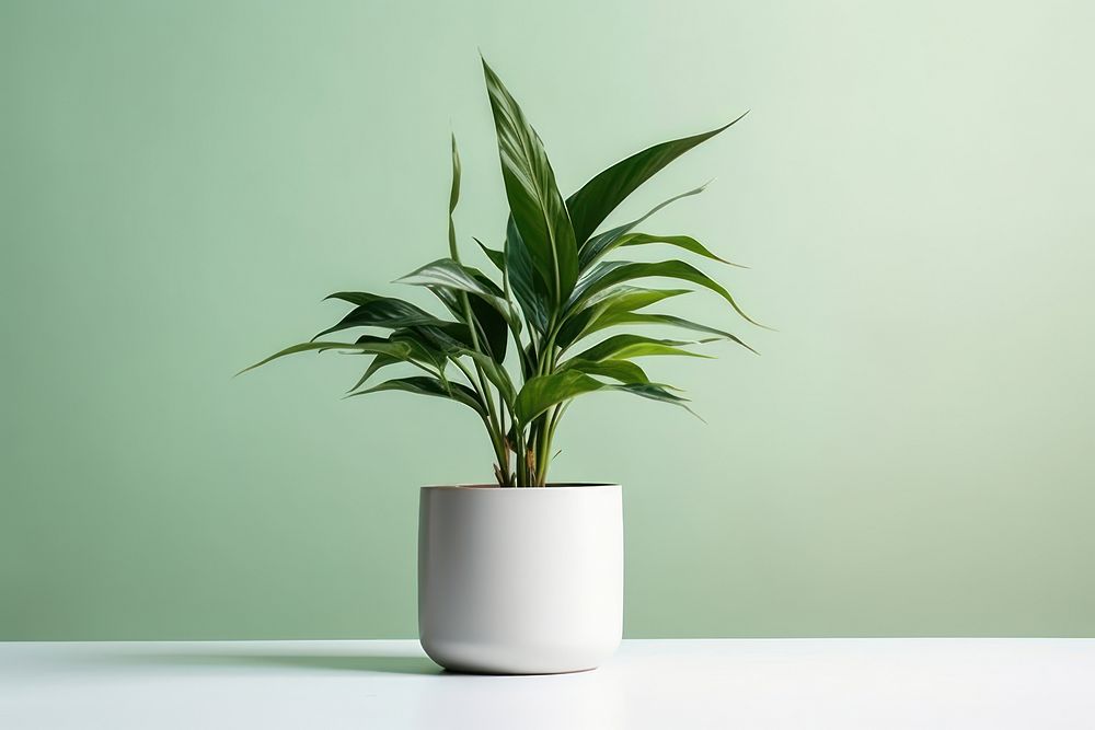 Houseplant leaf vase flowerpot.