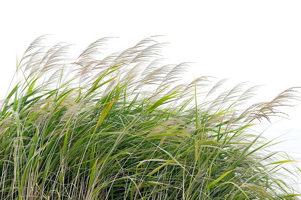 Fresh green tall grass plant white background tranquility.