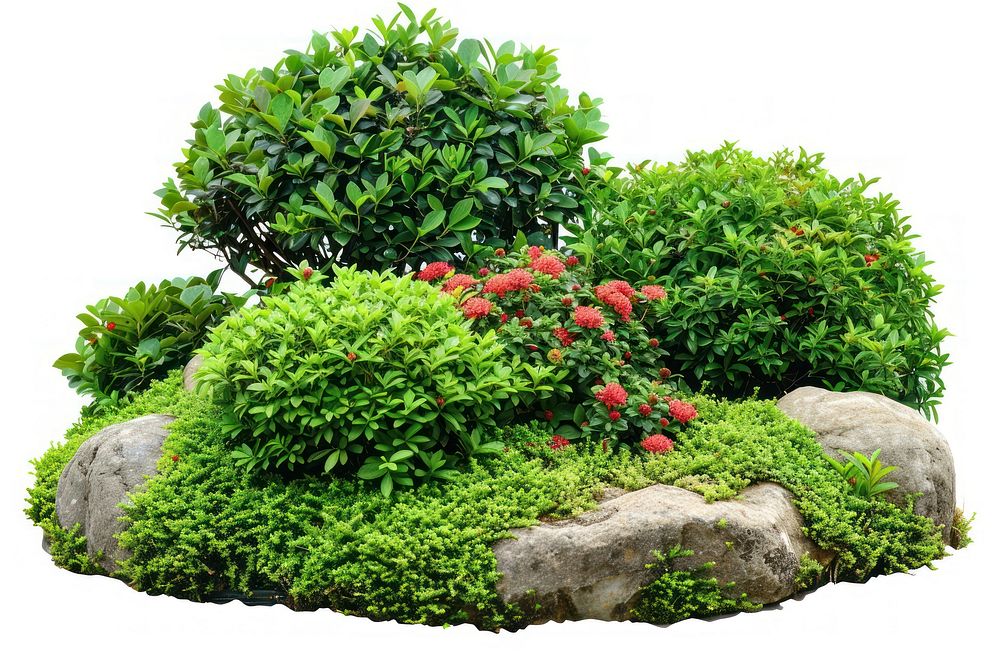 Small garden outdoors bonsai nature.