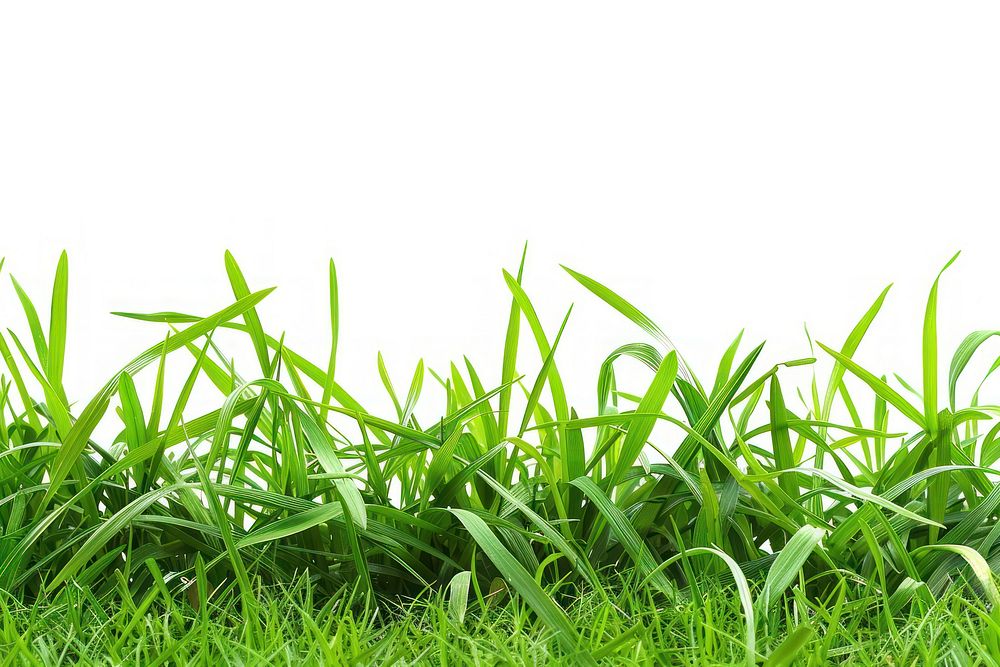 Fresh green grass backgrounds plant lawn.
