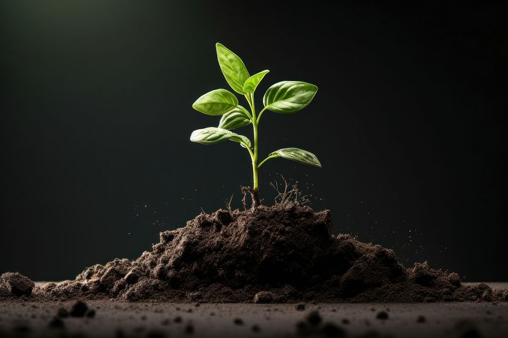 A green plant out of dirt is growing leaf soil agriculture.