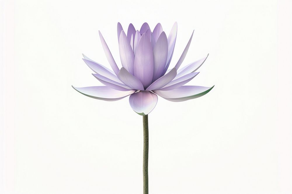 Lotus flower blossom purple.